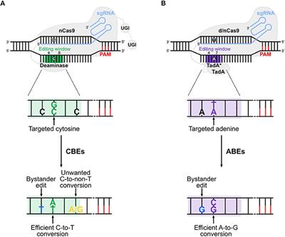 Frontiers | Base And Prime Editing Technologies For Blood Disorders